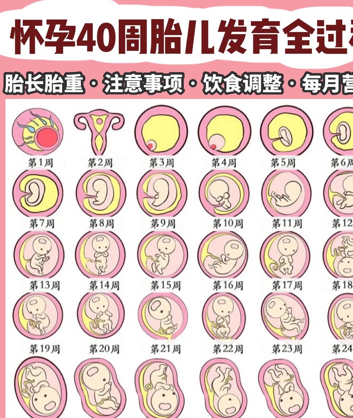 宝宝版红薯苹果饼:怀孕40周胎儿发育过程，注意事项和饮食营养
