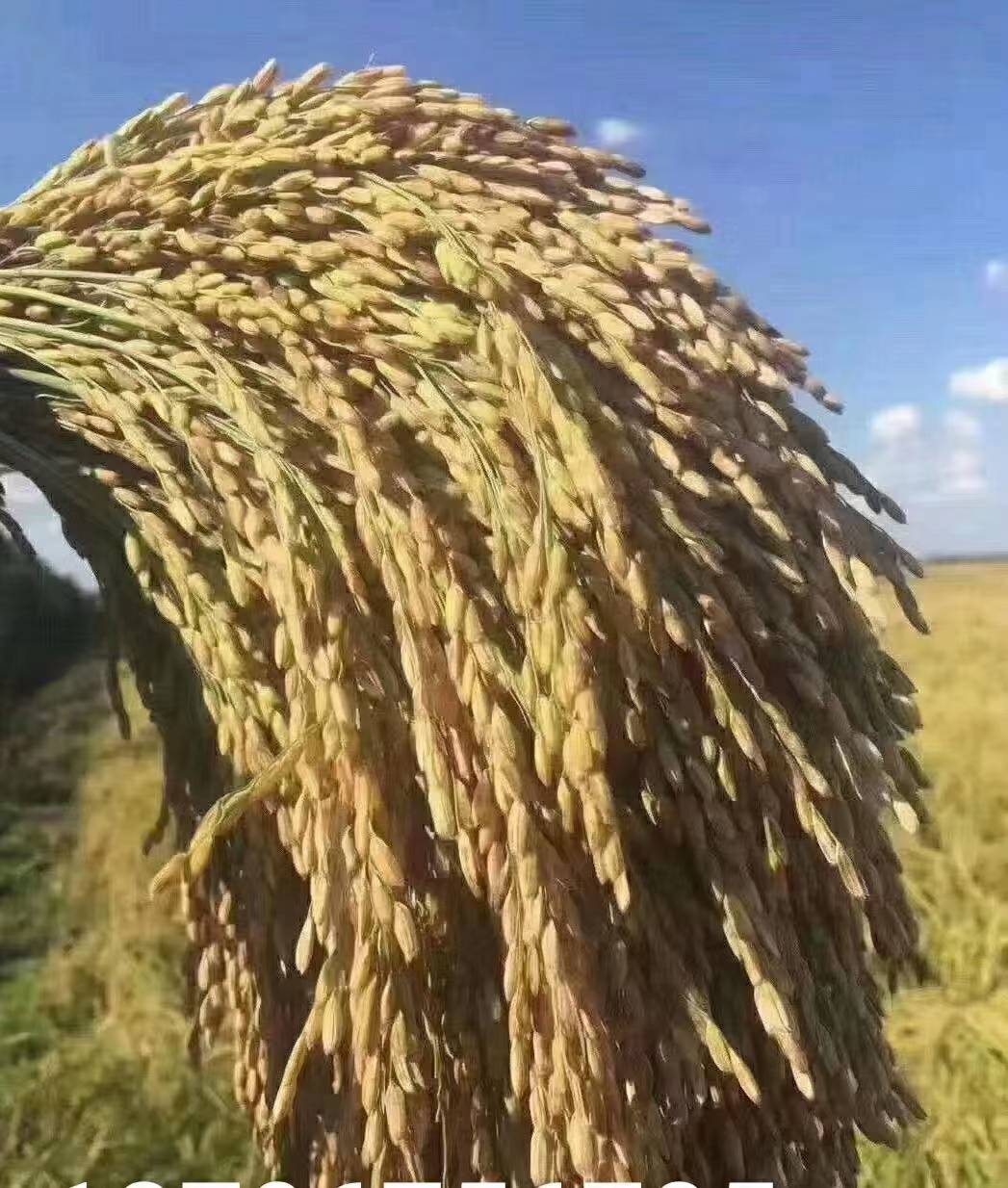 秘书破解版苹果:稻花香2号乘中国商界会的春风走出国门-第3张图片-亚星国际官网