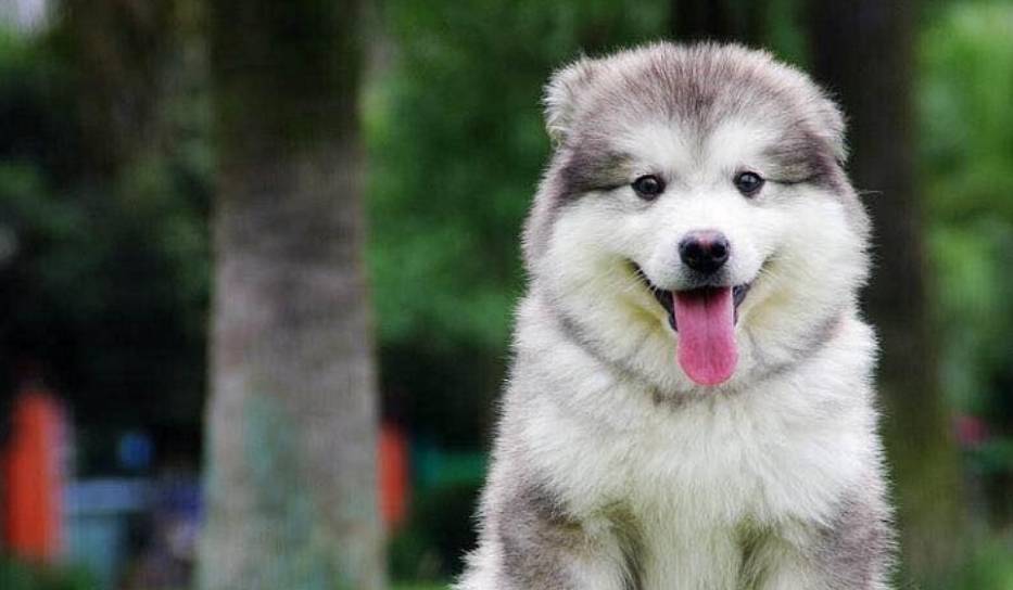 手机什么牌子好:阿拉斯加幼犬狗粮什么牌子好？