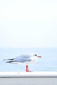 lol没有苹果版吗