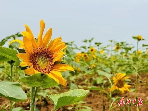 花田客户端网易花田下载安装-第2张图片-亚星国际官网