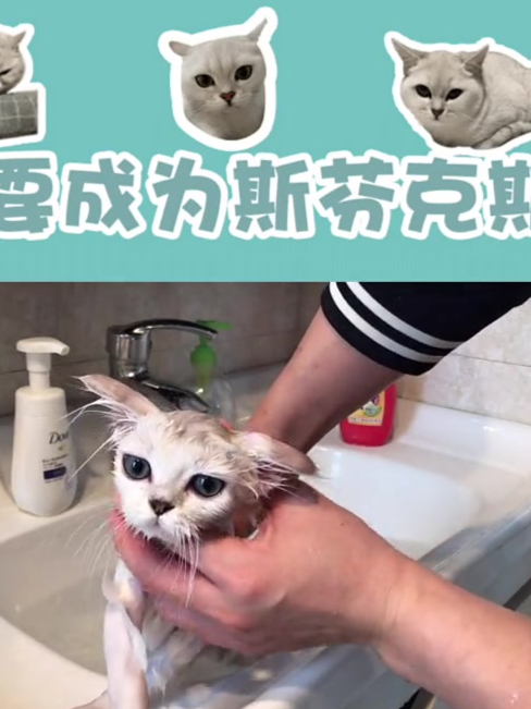 白色外星猫游戏下载手机版白色墓碑游戏手机版下载安装